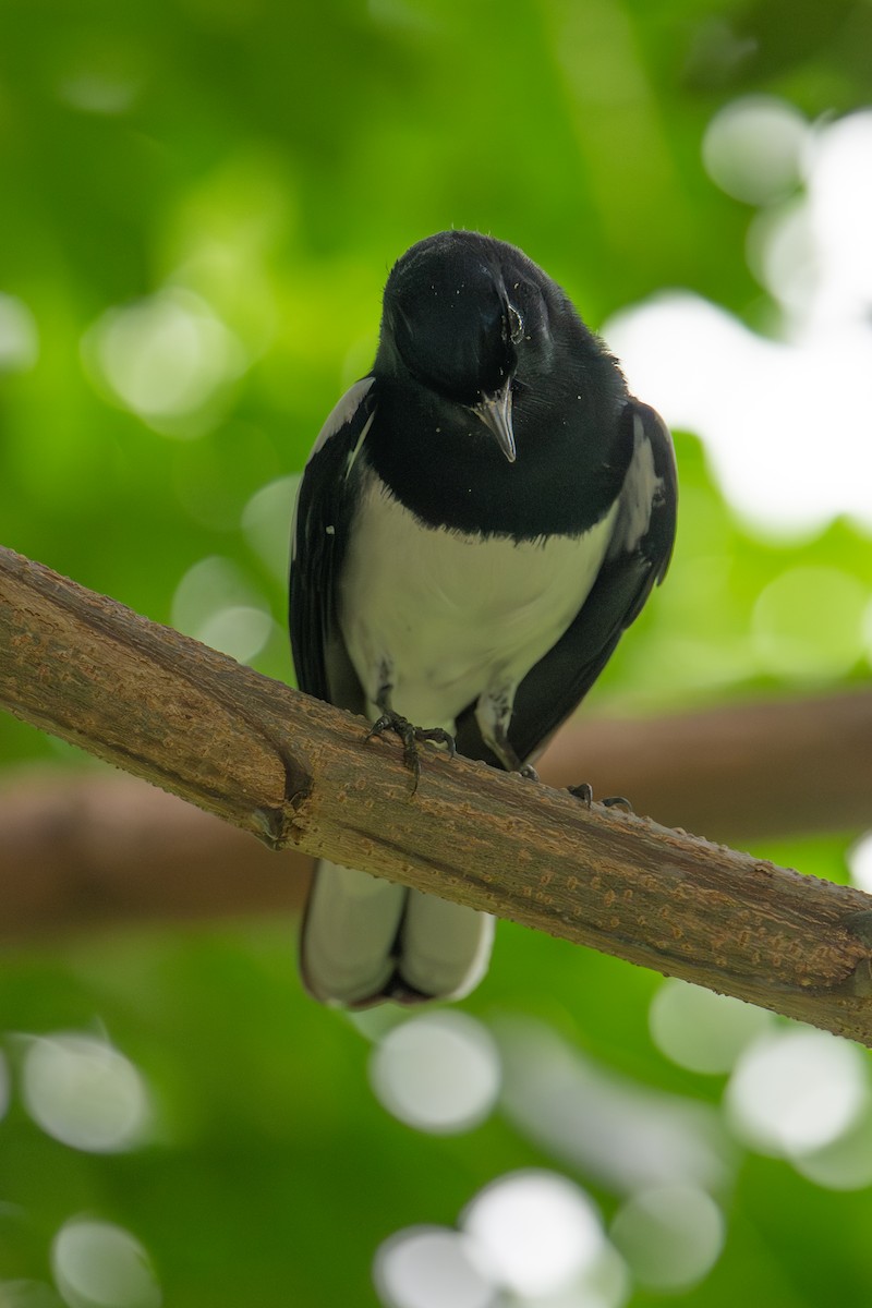 Oriental Magpie-Robin - ML645984171