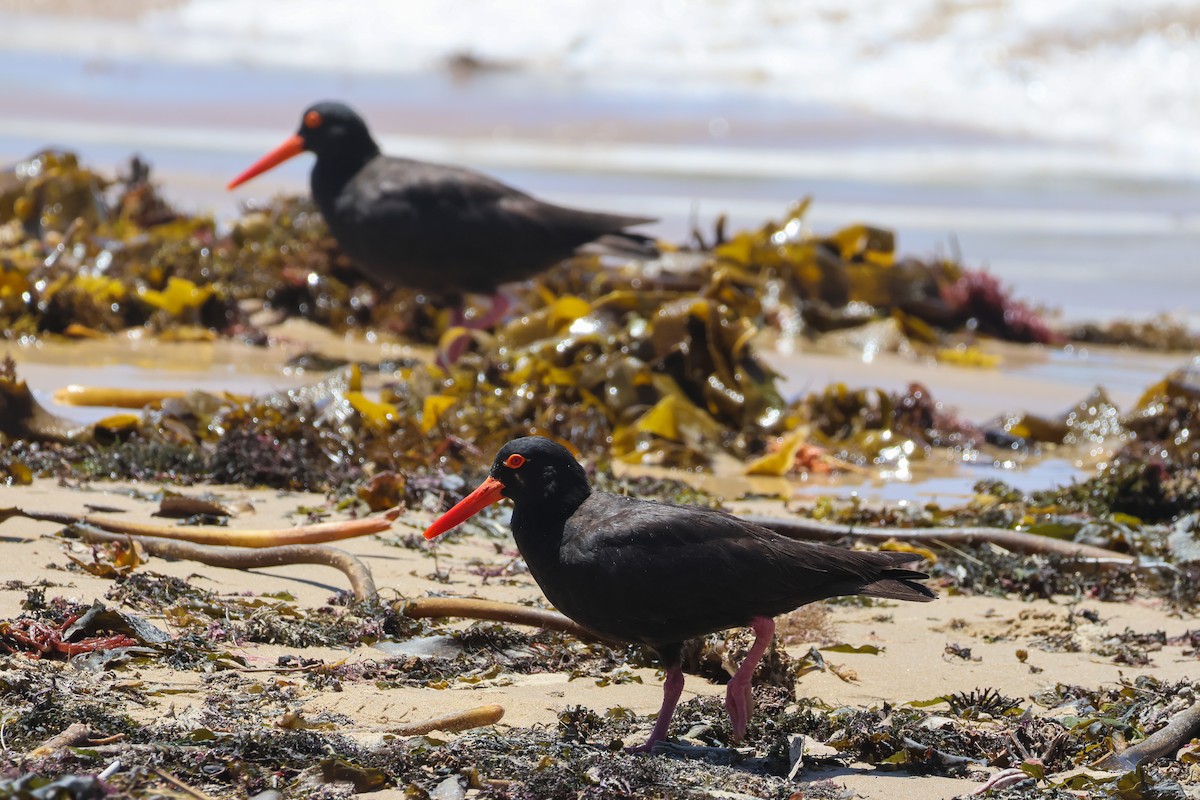 Sooty Oystercatcher - ML645984172