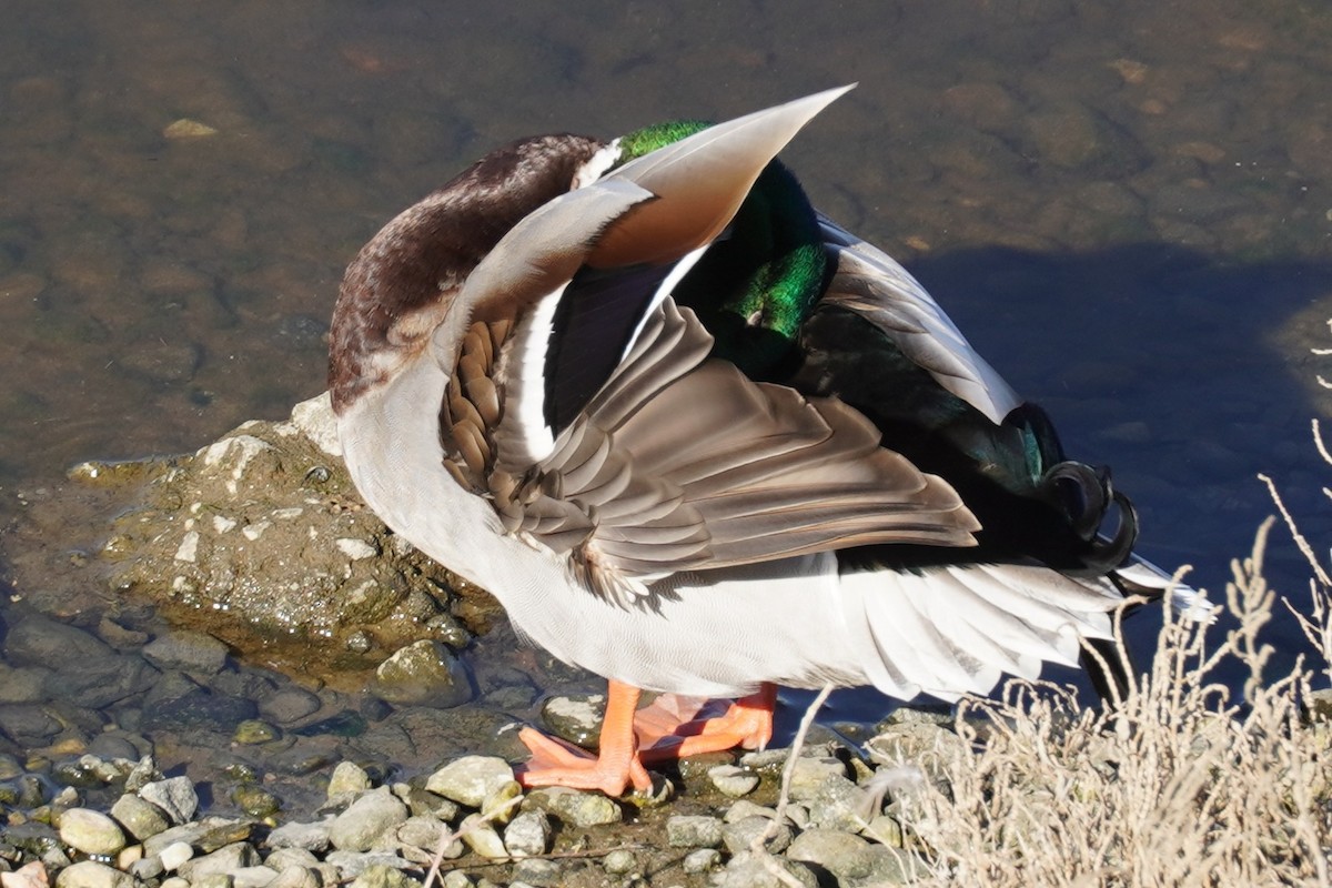 Mallard - ML645984173