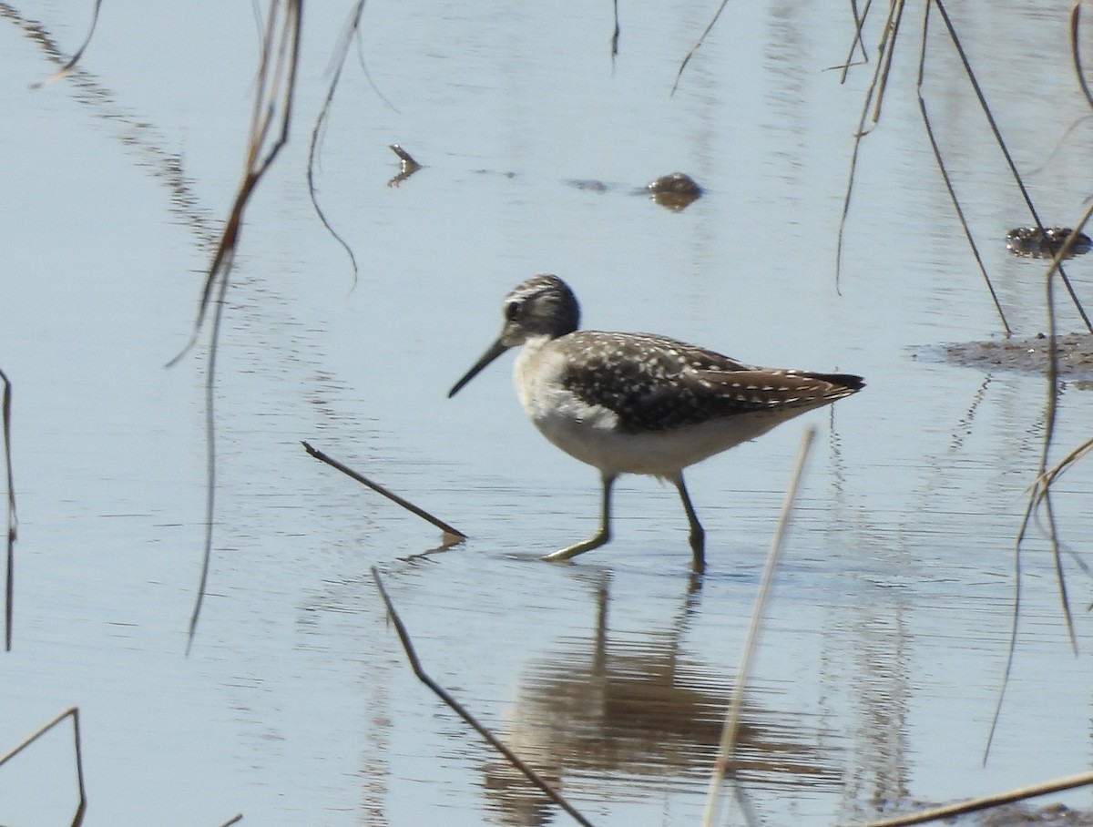 Wood Sandpiper - ML645984179