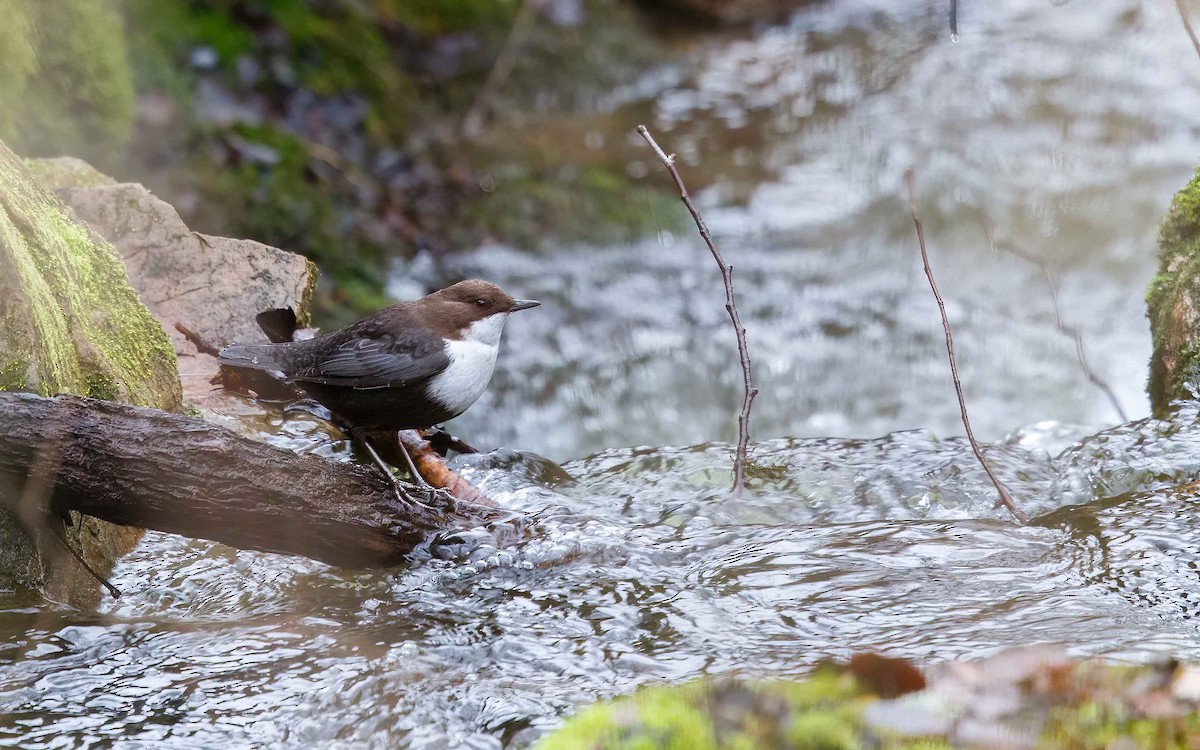 White-throated Dipper - ML645984180