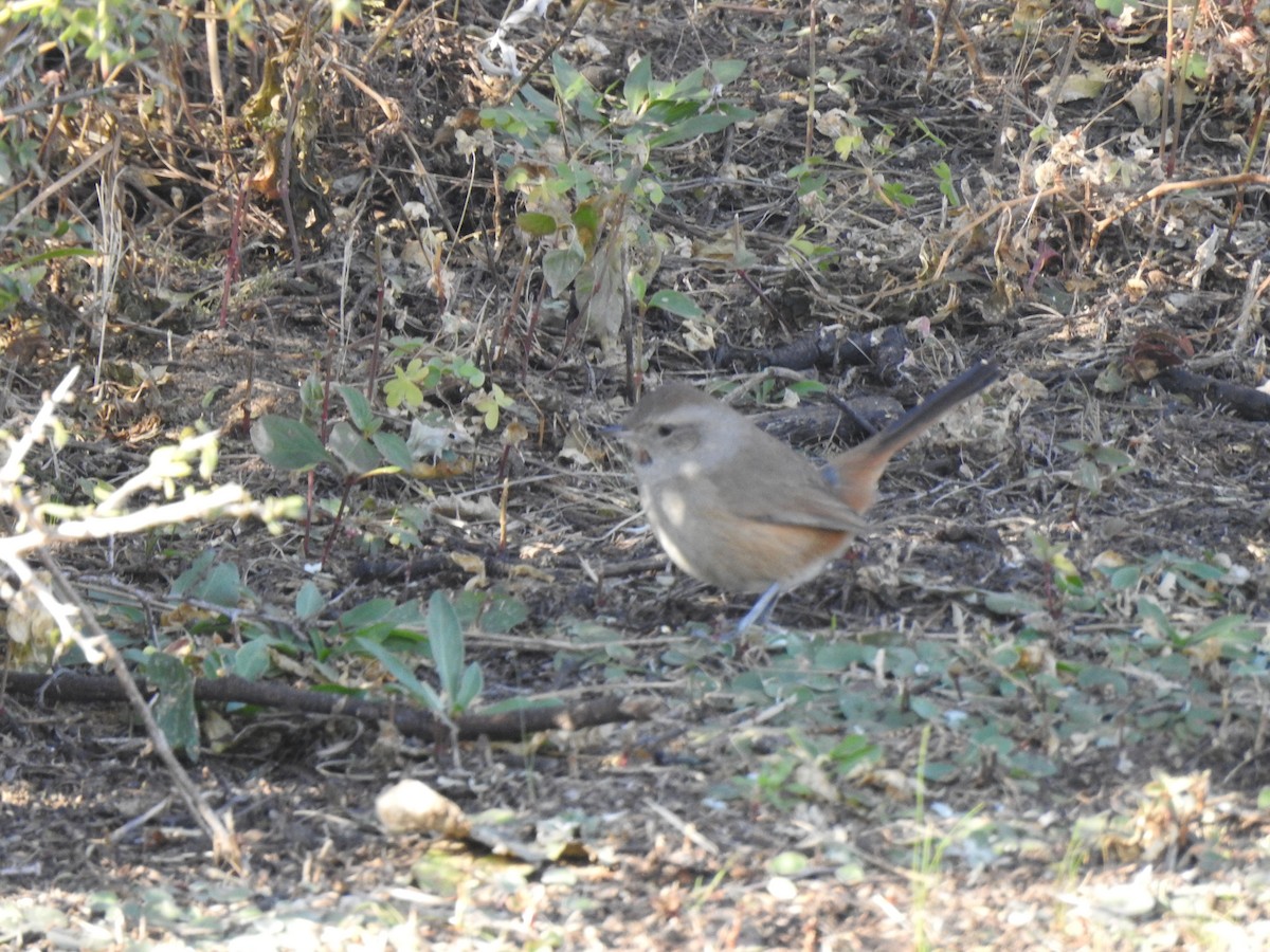 Short-billed Canastero - ML645984181