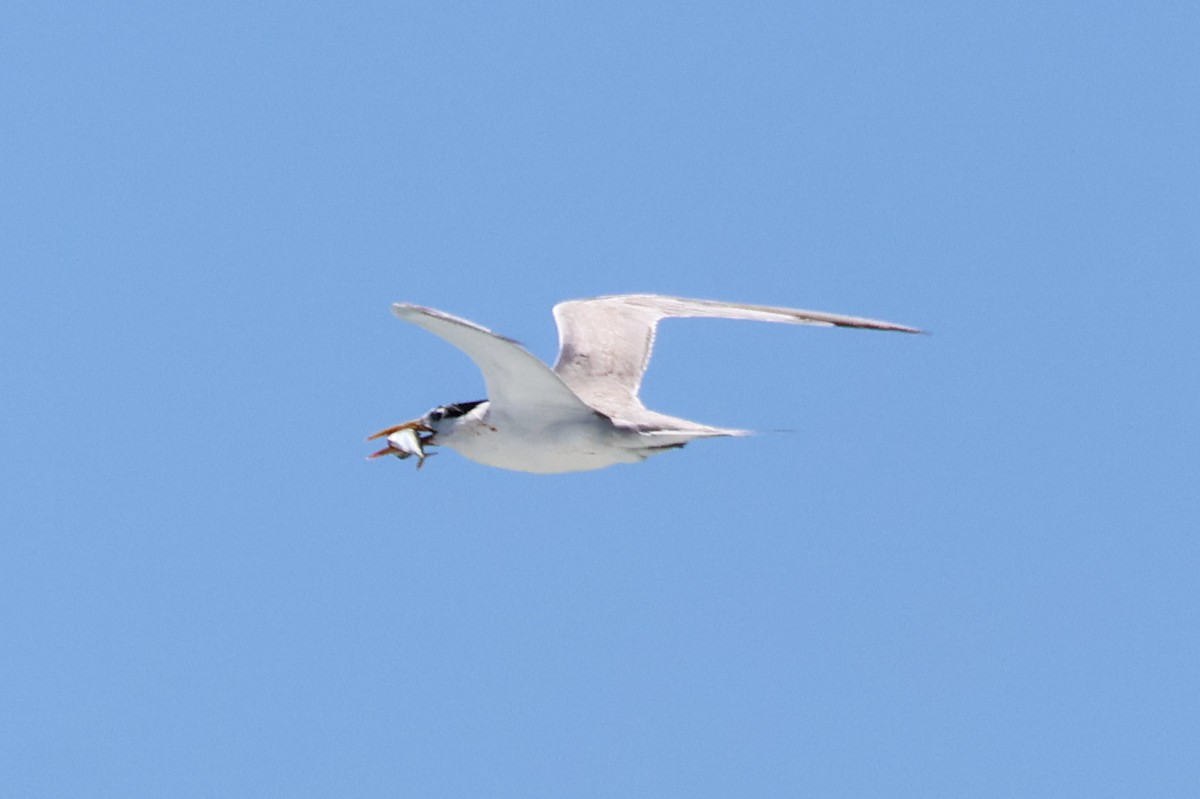 Great Crested Tern - ML645984182