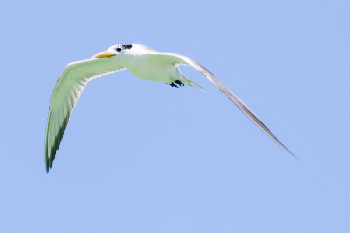 Great Crested Tern - ML645984183