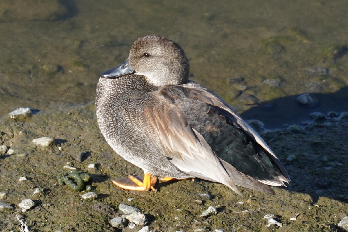 Gadwall - ML645984184