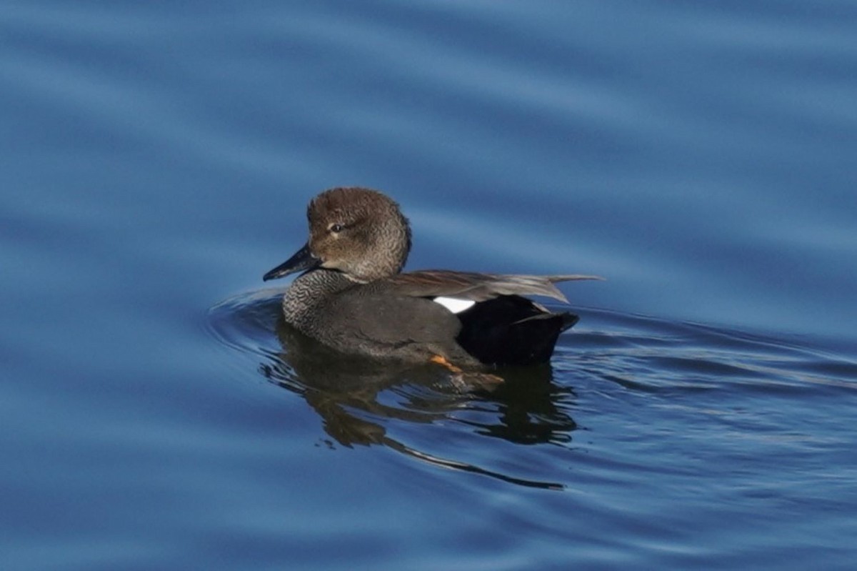 Gadwall - ML645984185