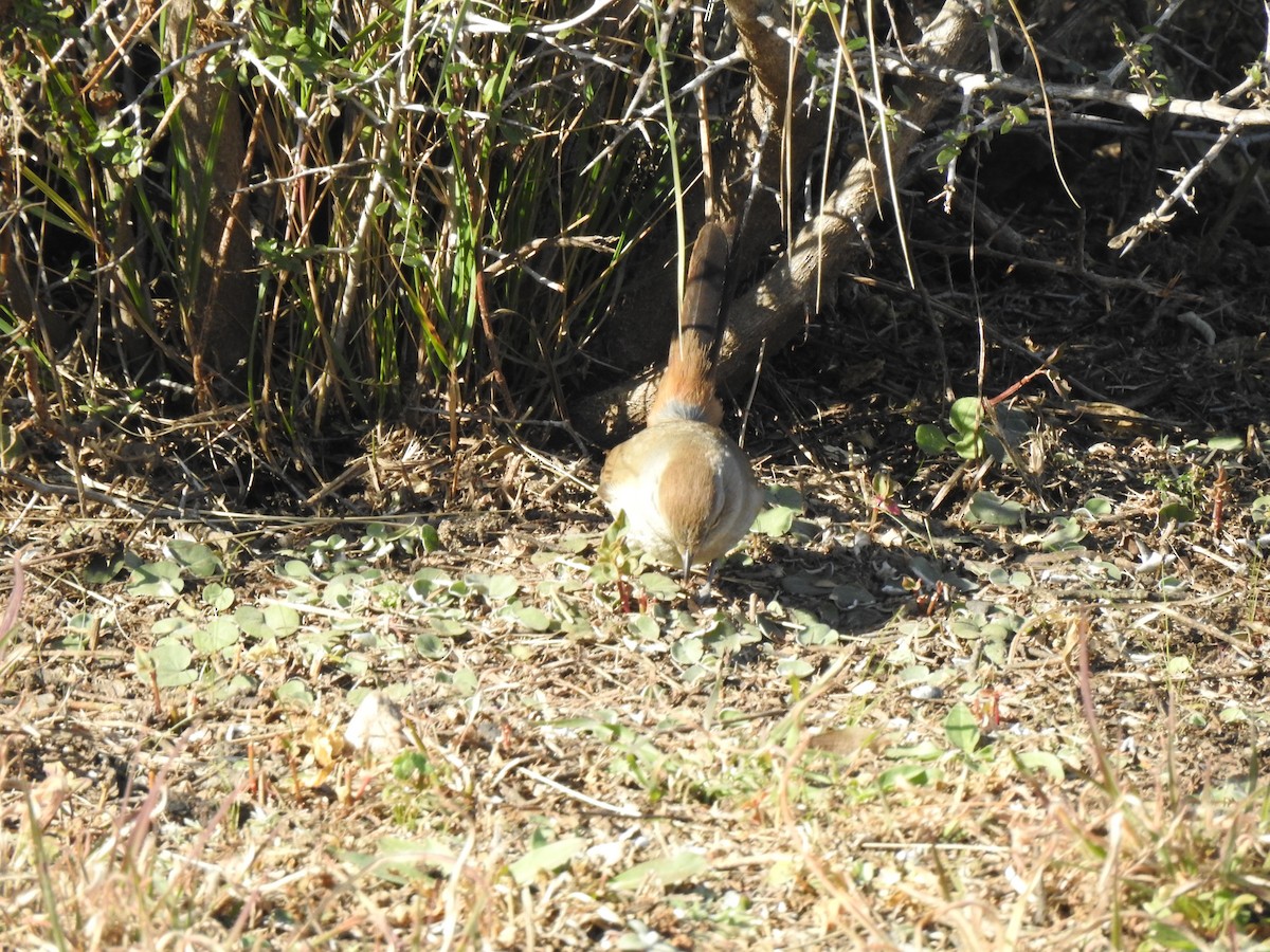 Short-billed Canastero - ML645984186