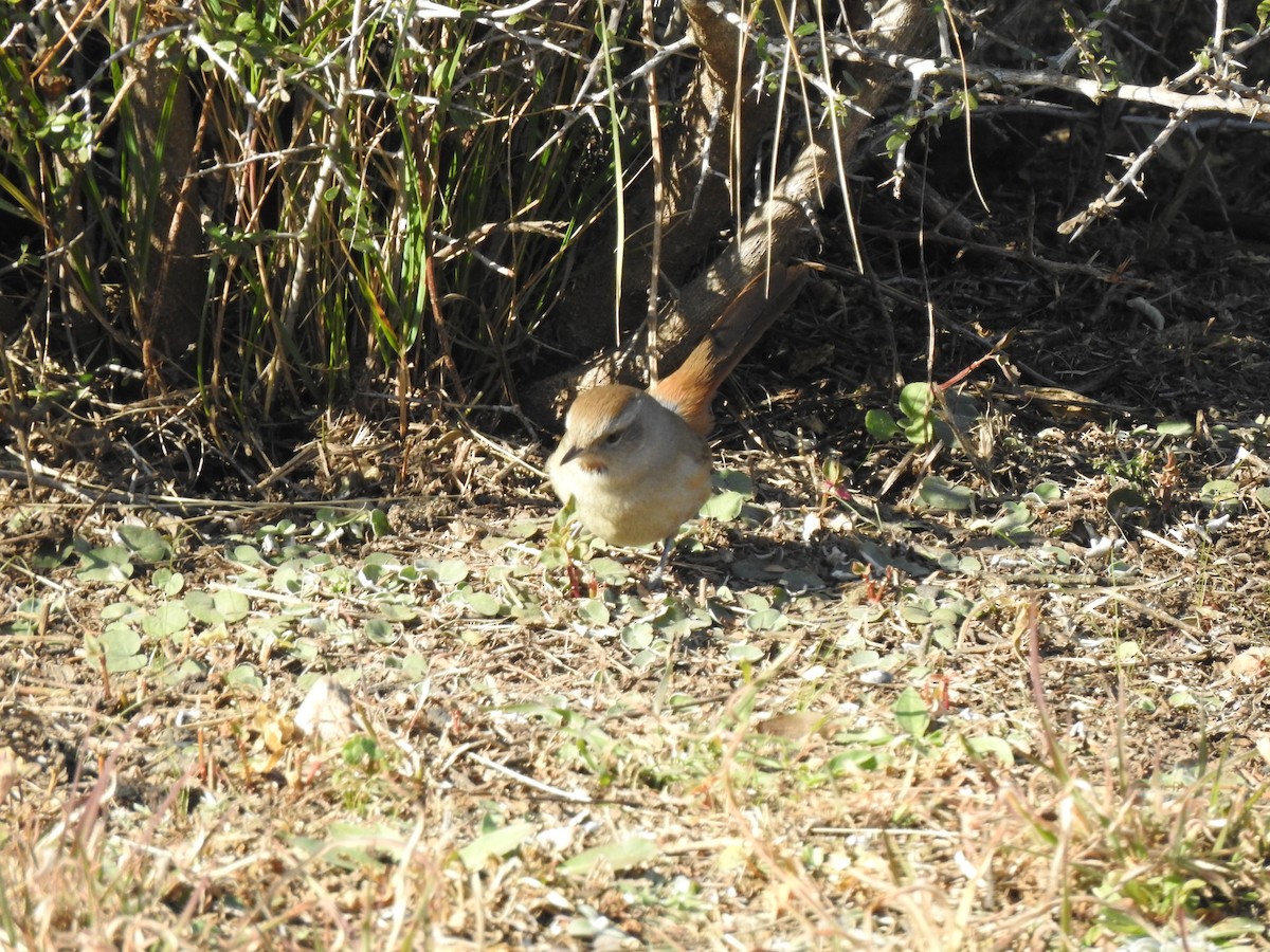 Short-billed Canastero - ML645984187