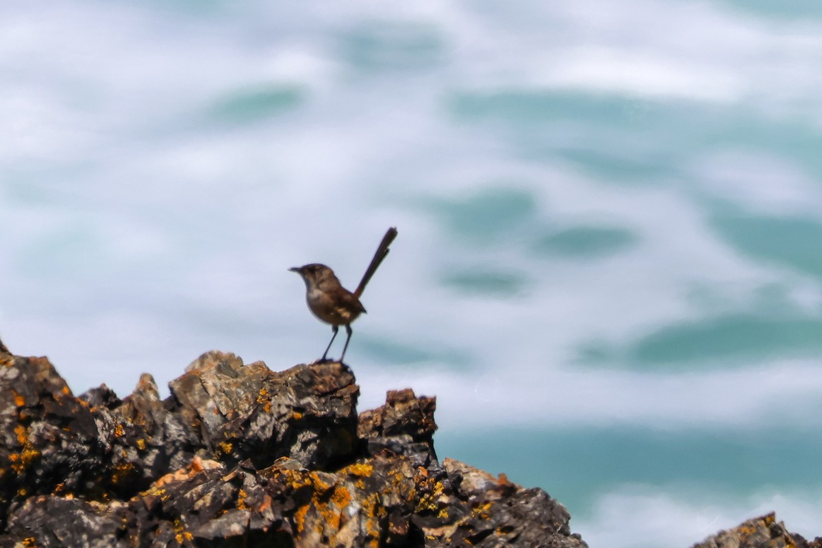 Variegated Fairywren - ML645984189