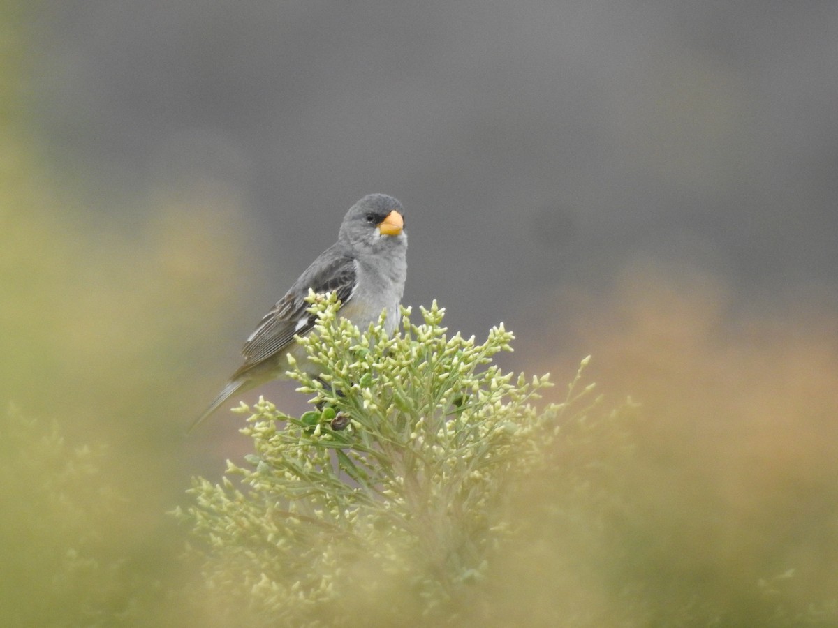 Tropeiro Seedeater - ML645984190