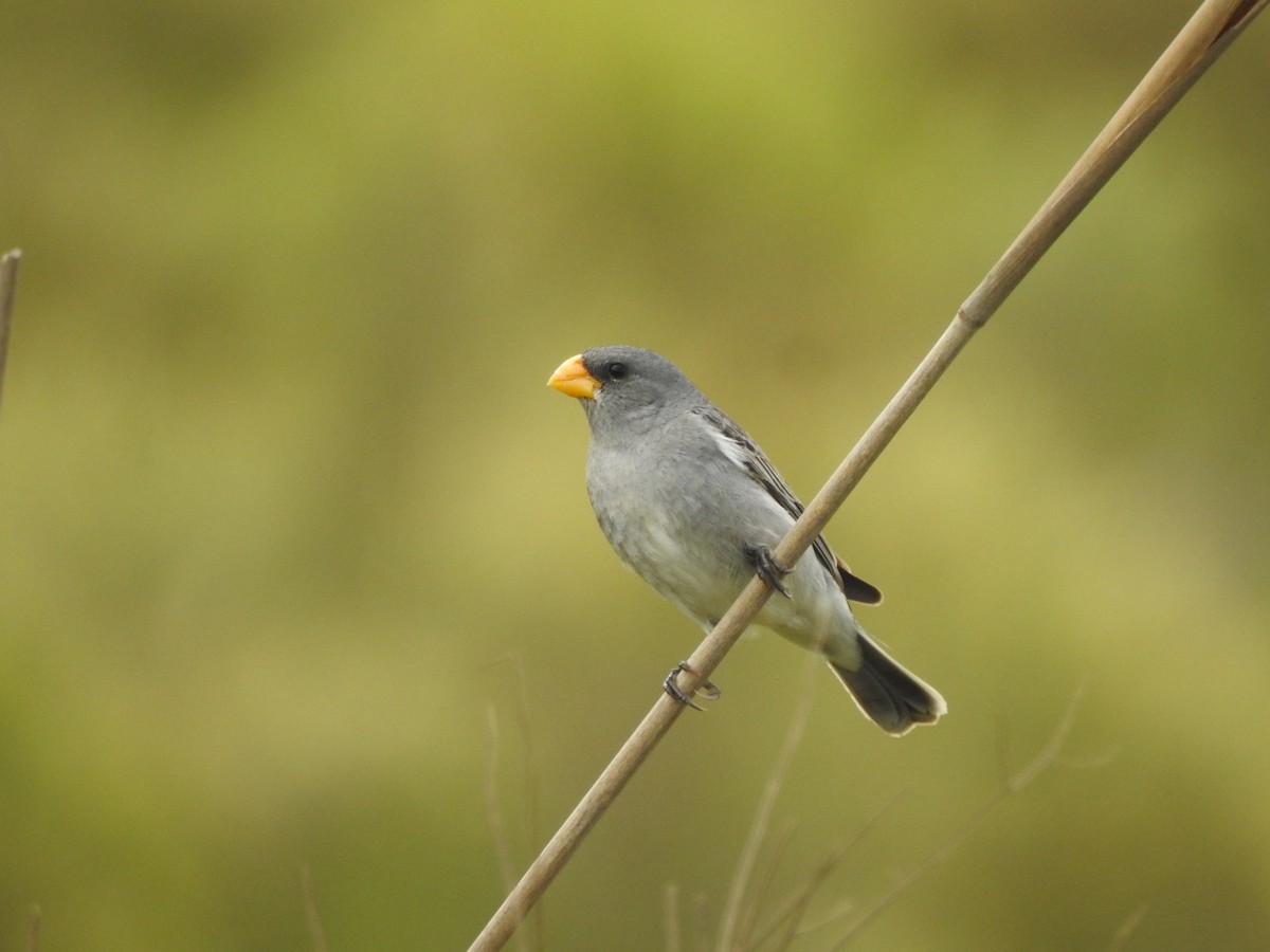 Tropeiro Seedeater - ML645984191