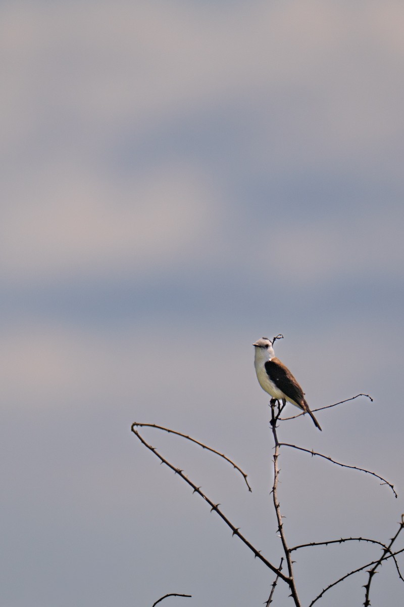 Black-backed Water-Tyrant - ML645984192