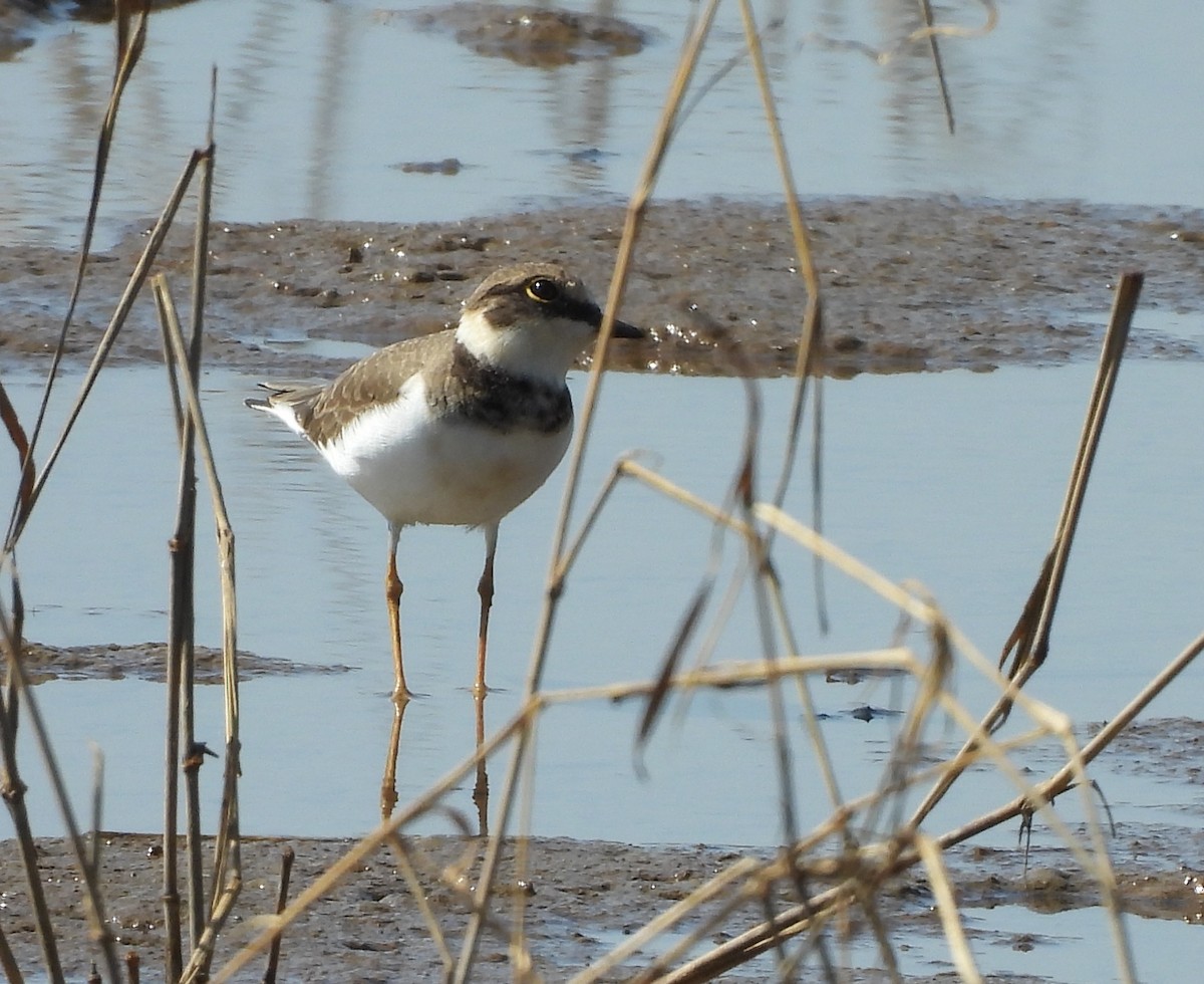 Little Ringed Plover - ML645984194