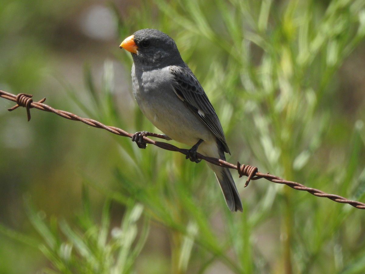 Tropeiro Seedeater - ML645984195