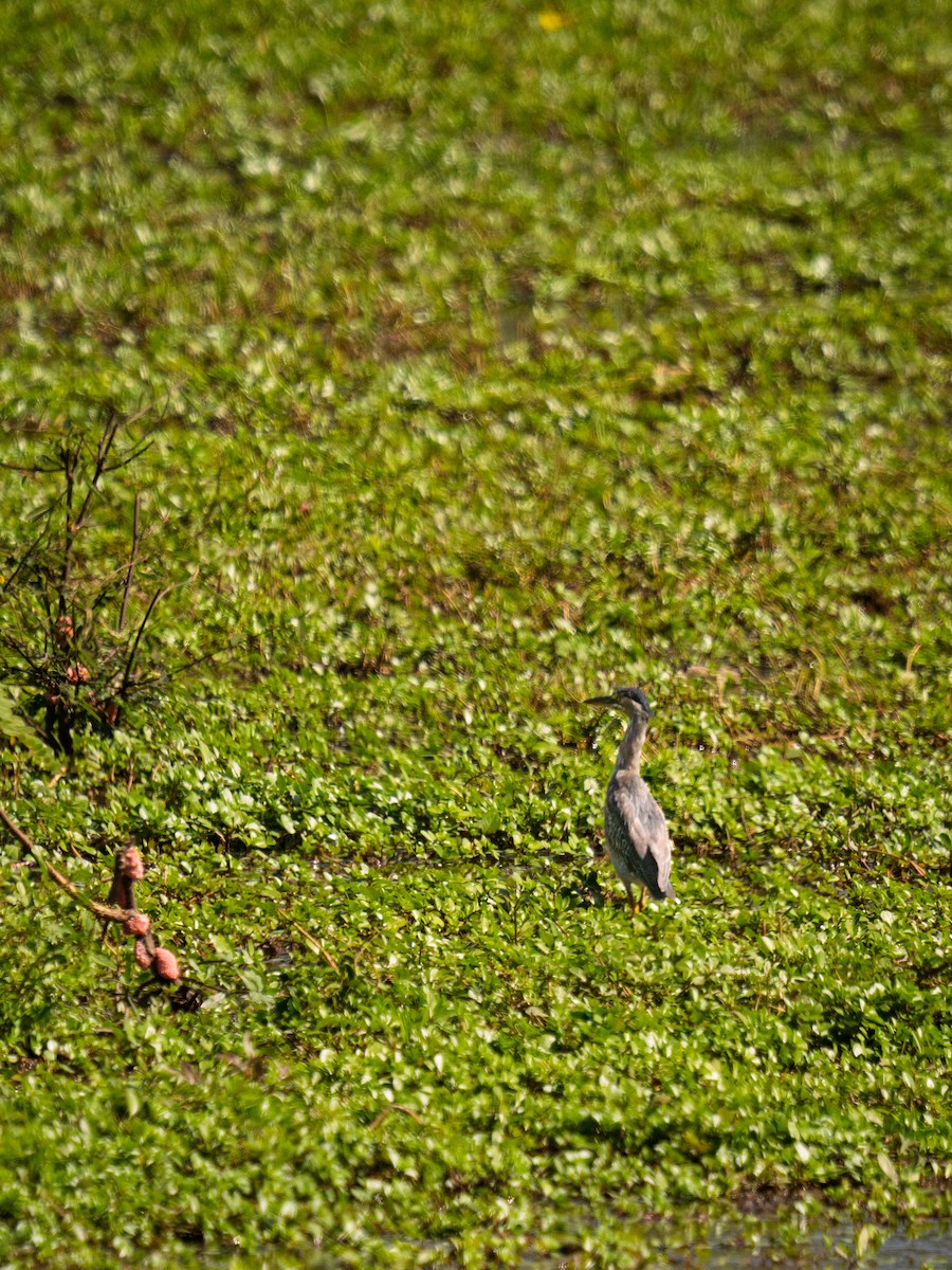 Striated Heron - ML645984196