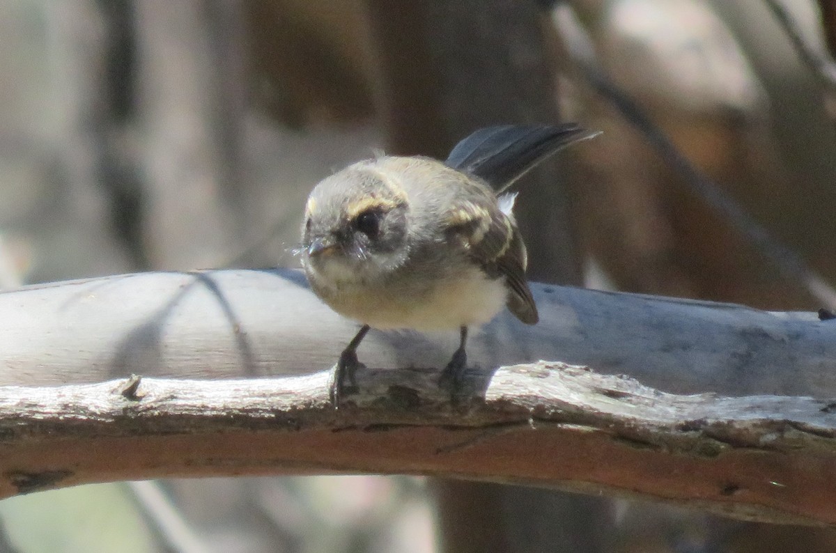 Gray Fantail - ML645984197