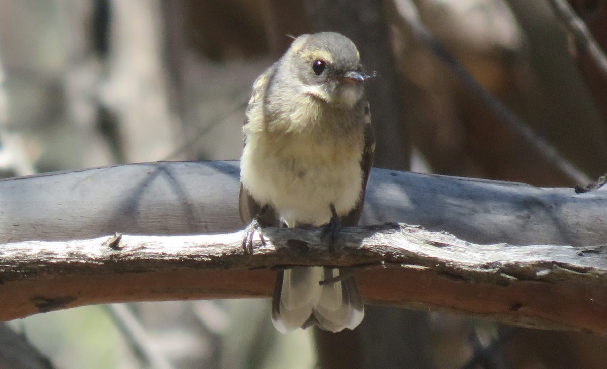 Gray Fantail - ML645984198