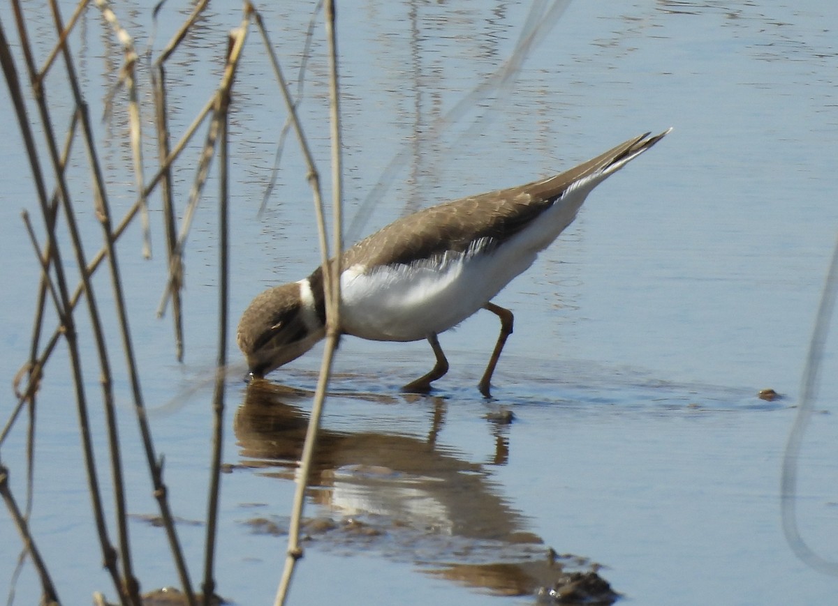 Little Ringed Plover - ML645984199