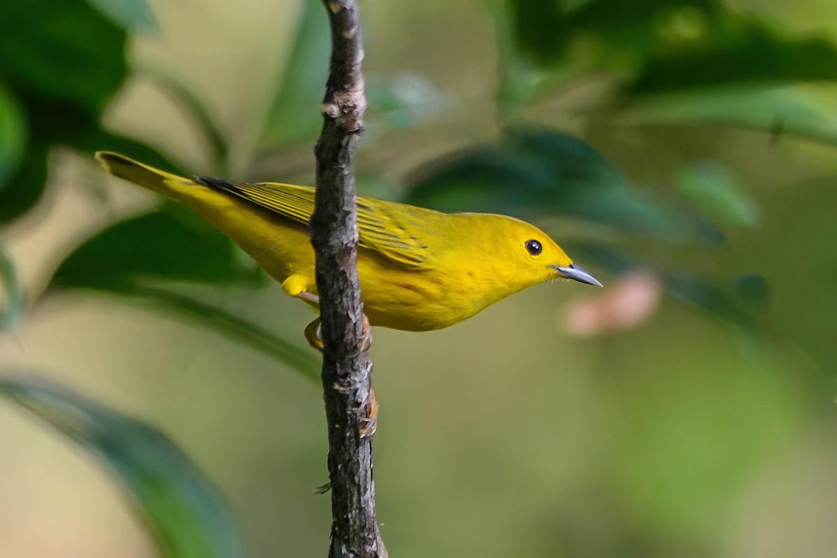 Northern Yellow Warbler - ML645984200