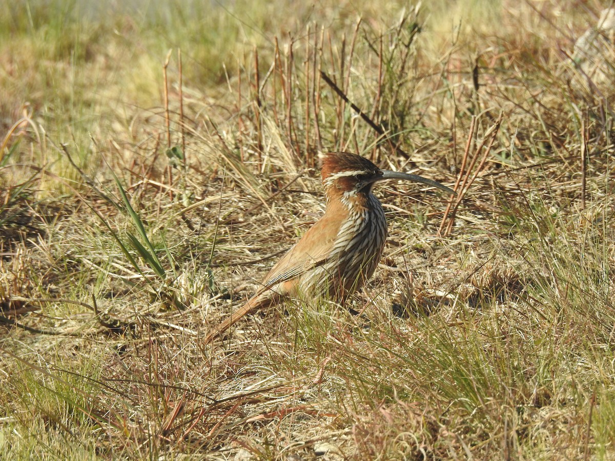 Scimitar-billed Woodcreeper - ML645984202