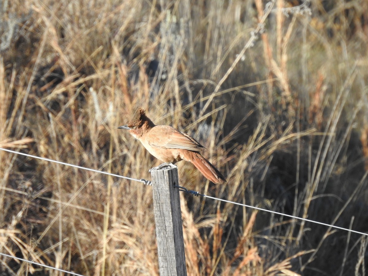 Brown Cacholote - ML645984203