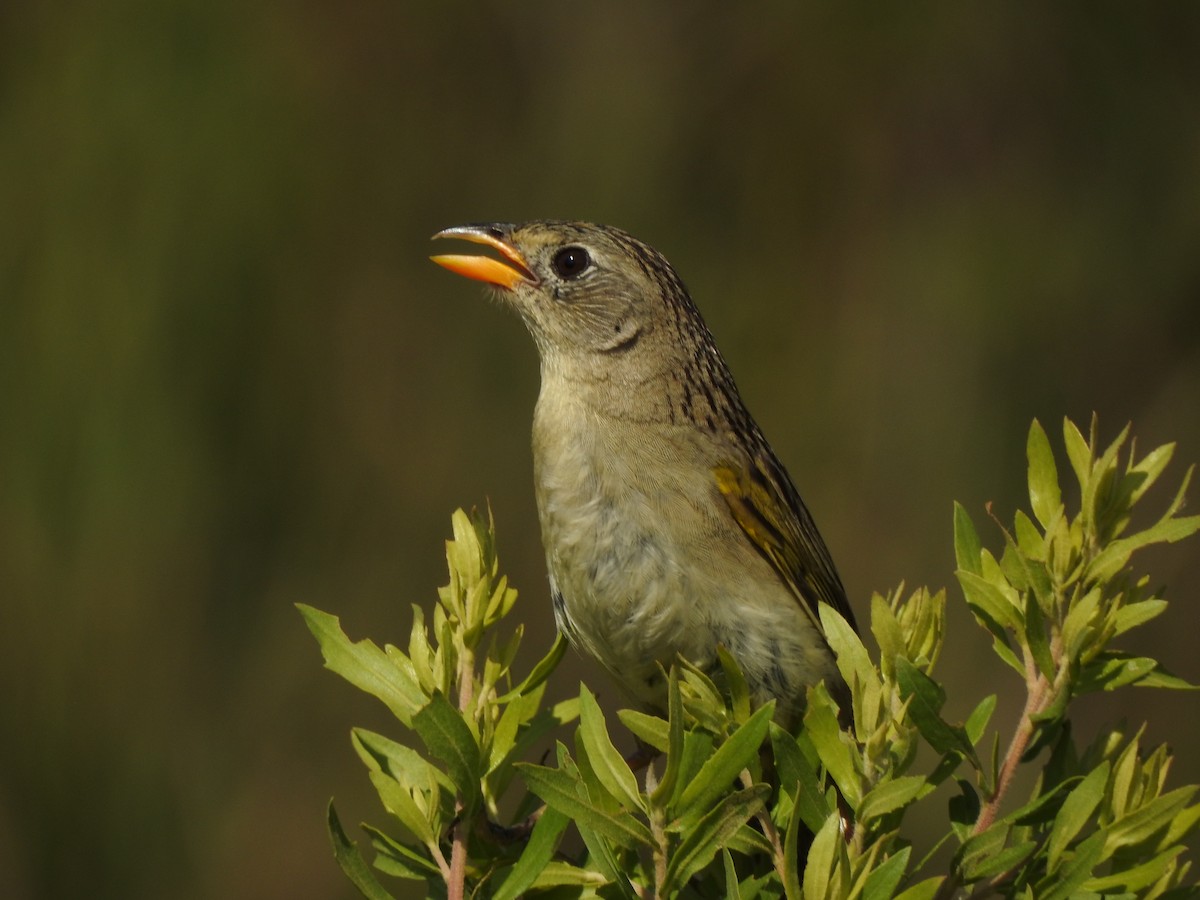 Wedge-tailed Grass-Finch - ML645984204