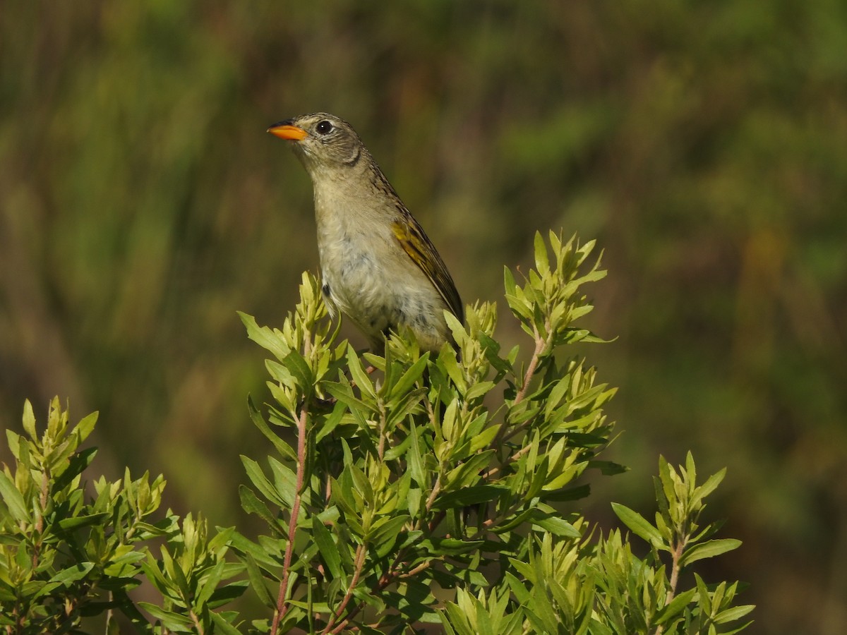 Wedge-tailed Grass-Finch - ML645984205