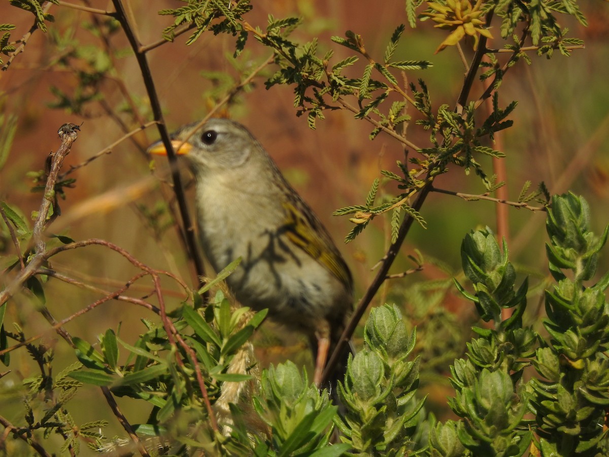 Wedge-tailed Grass-Finch - ML645984206