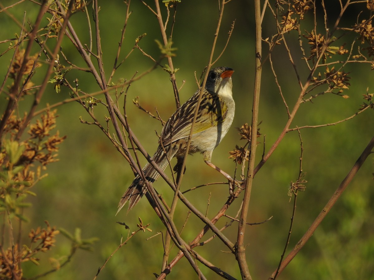 Wedge-tailed Grass-Finch - ML645984207