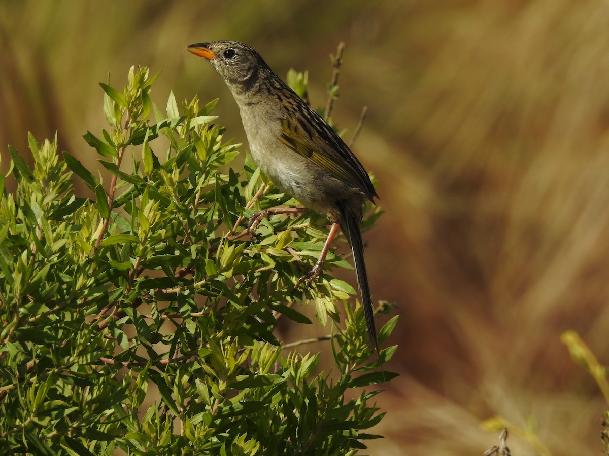 Wedge-tailed Grass-Finch - ML645984208