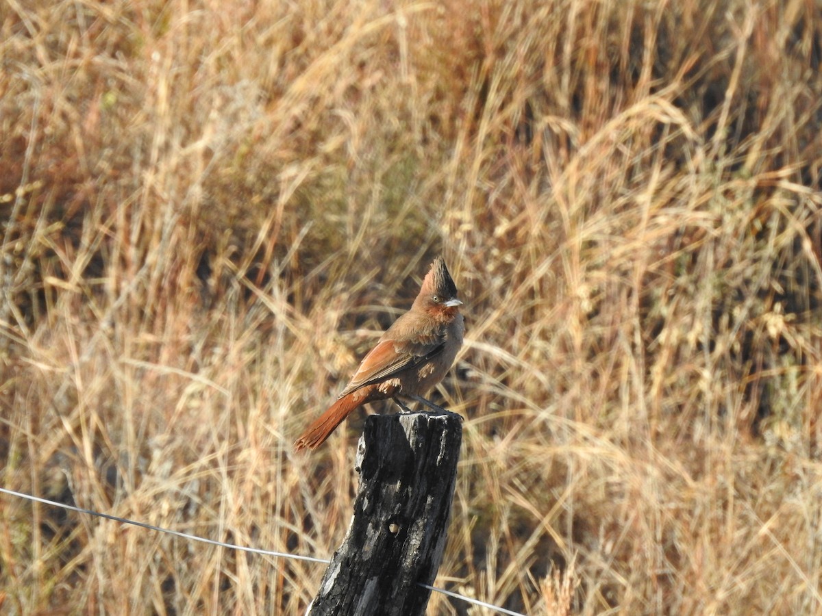 Brown Cacholote - ML645984209
