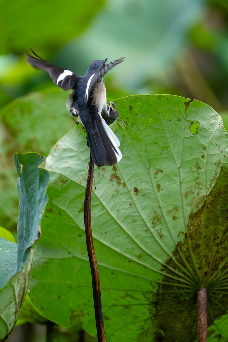 Oriental Magpie-Robin - ML645984210