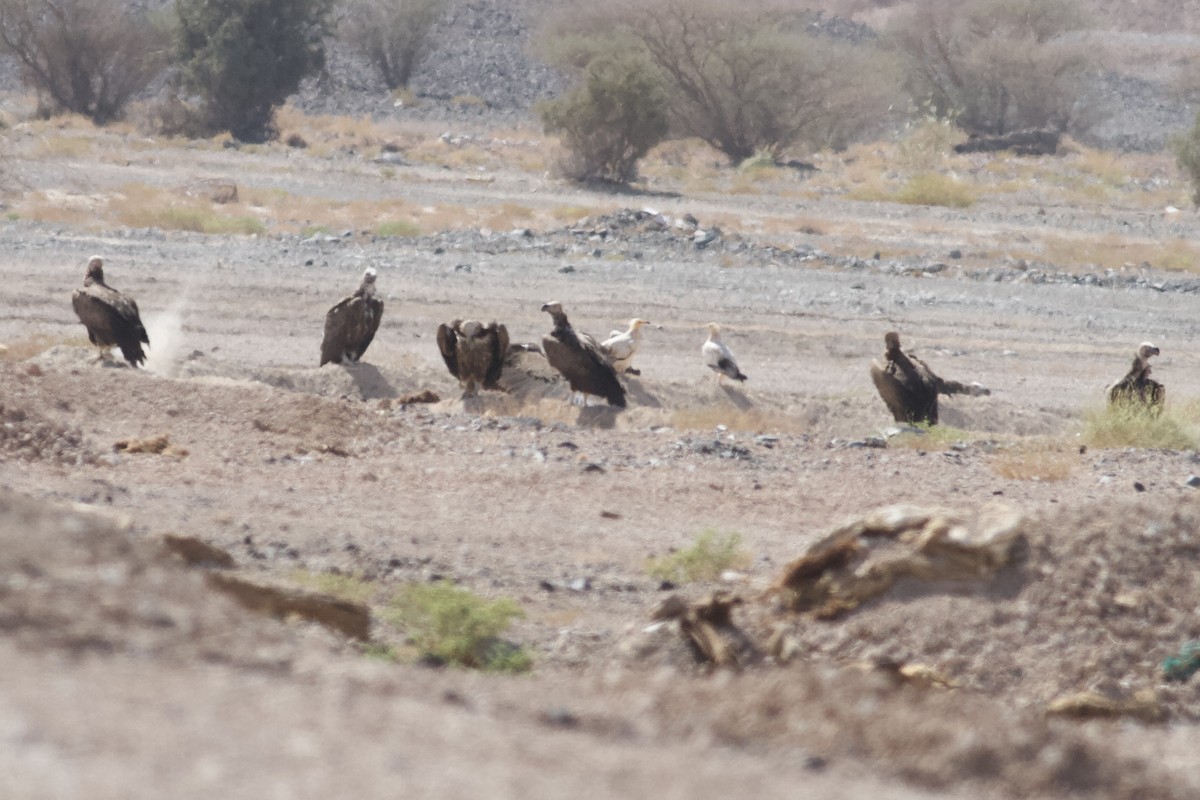 Lappet-faced Vulture - ML645984214