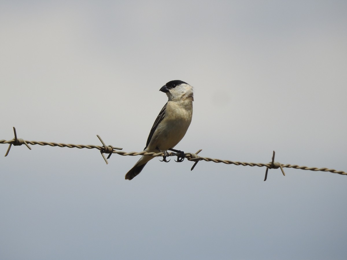 Pearly-bellied Seedeater - ML645984219