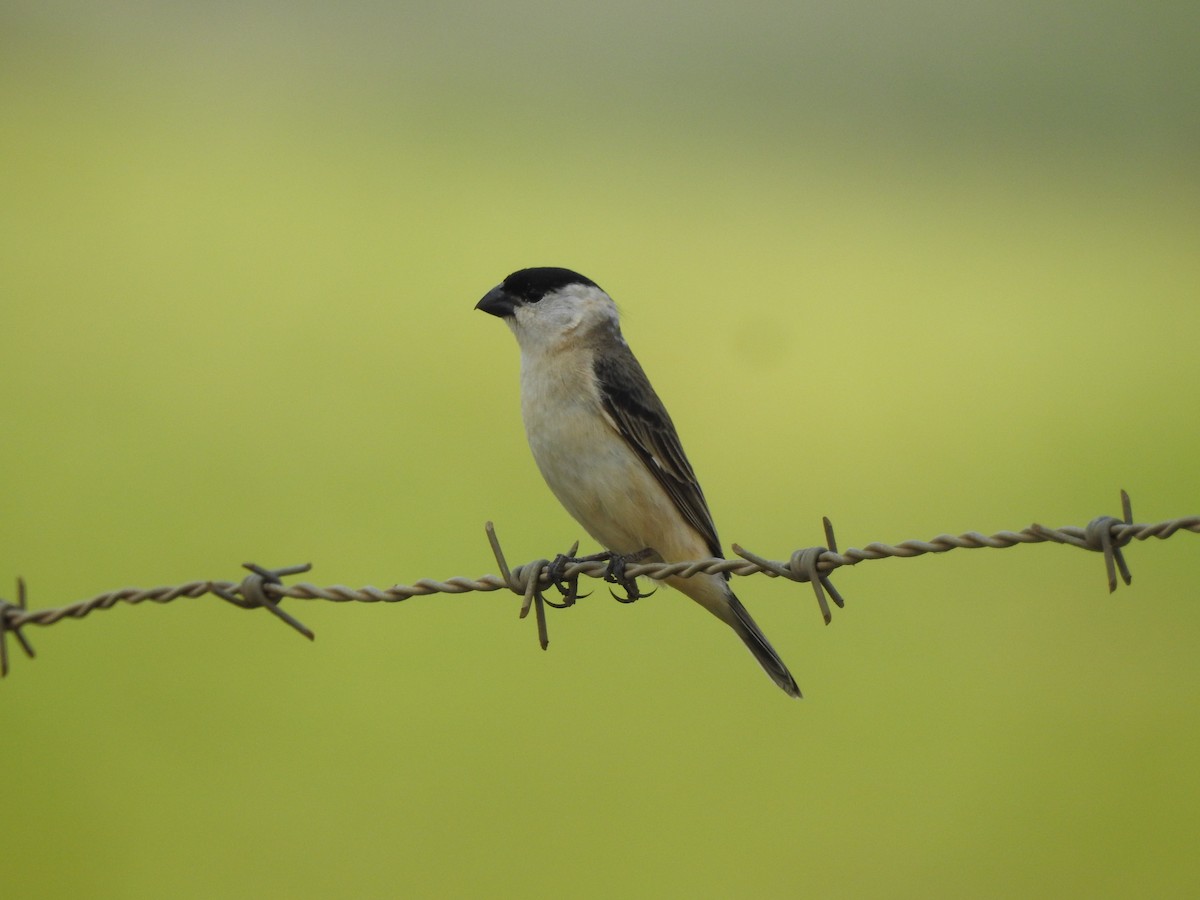 Pearly-bellied Seedeater - ML645984220