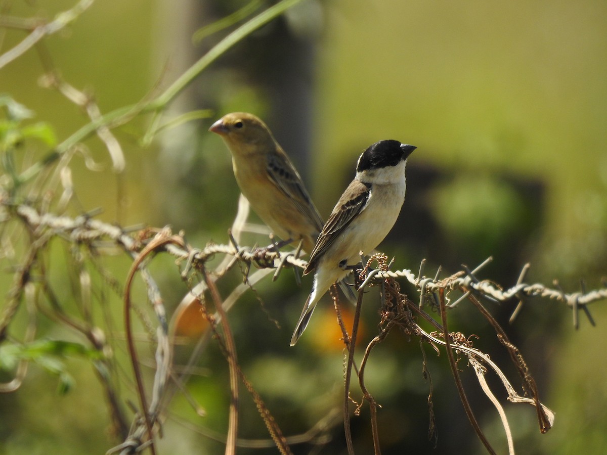 Pearly-bellied Seedeater - ML645984221