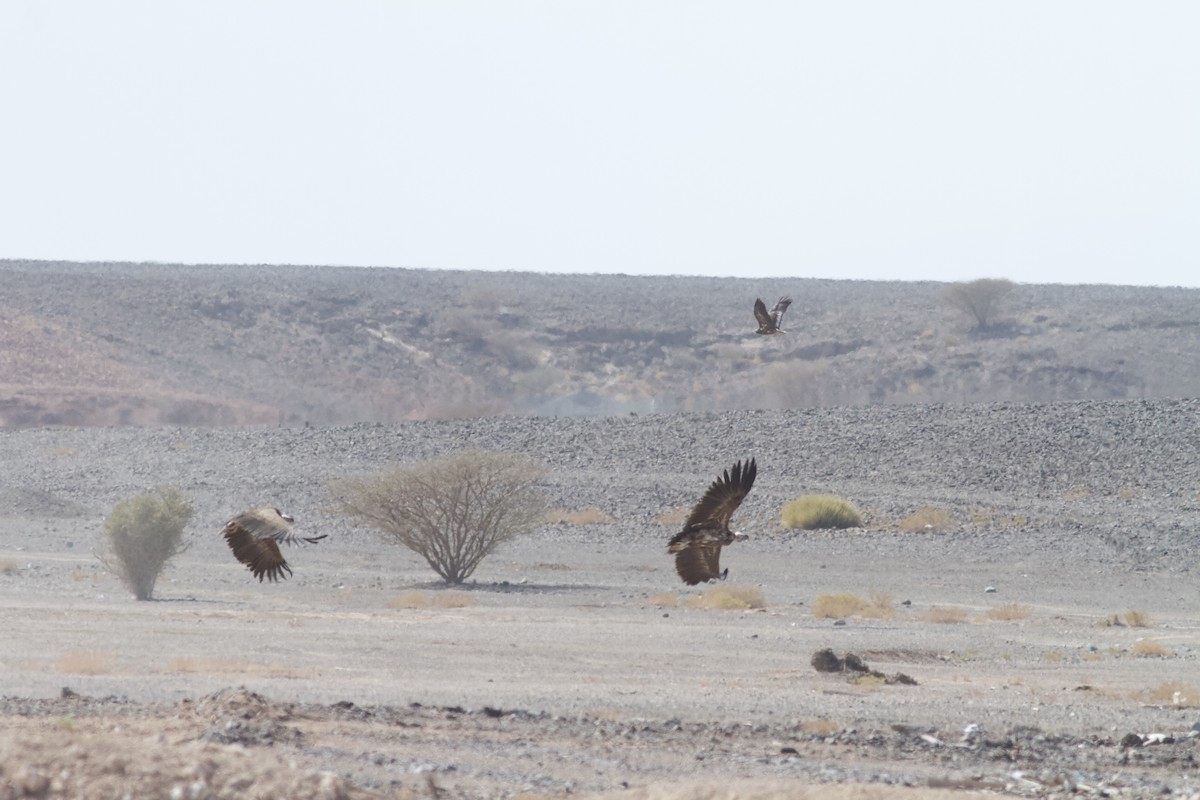 Lappet-faced Vulture - ML645984226