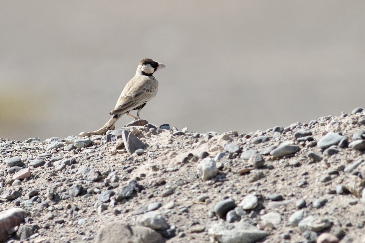 Black-crowned Sparrow-Lark - ML645984232