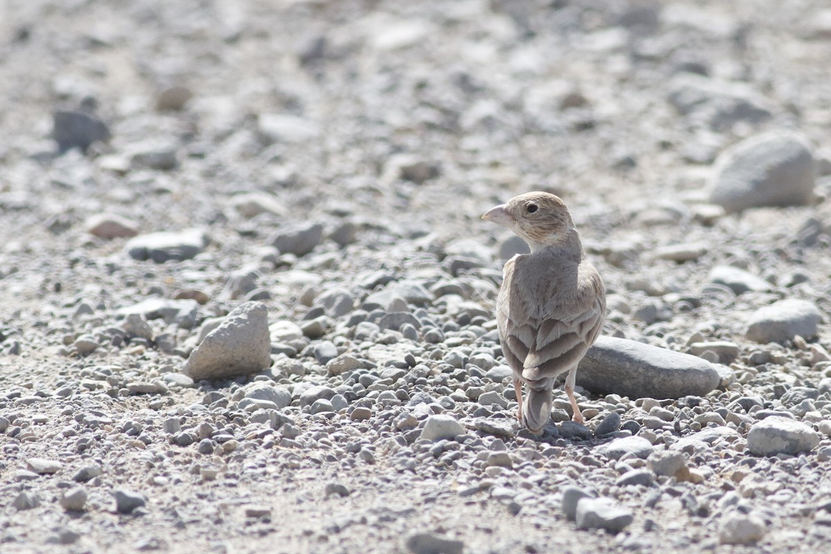 Desert Lark - ML645984234