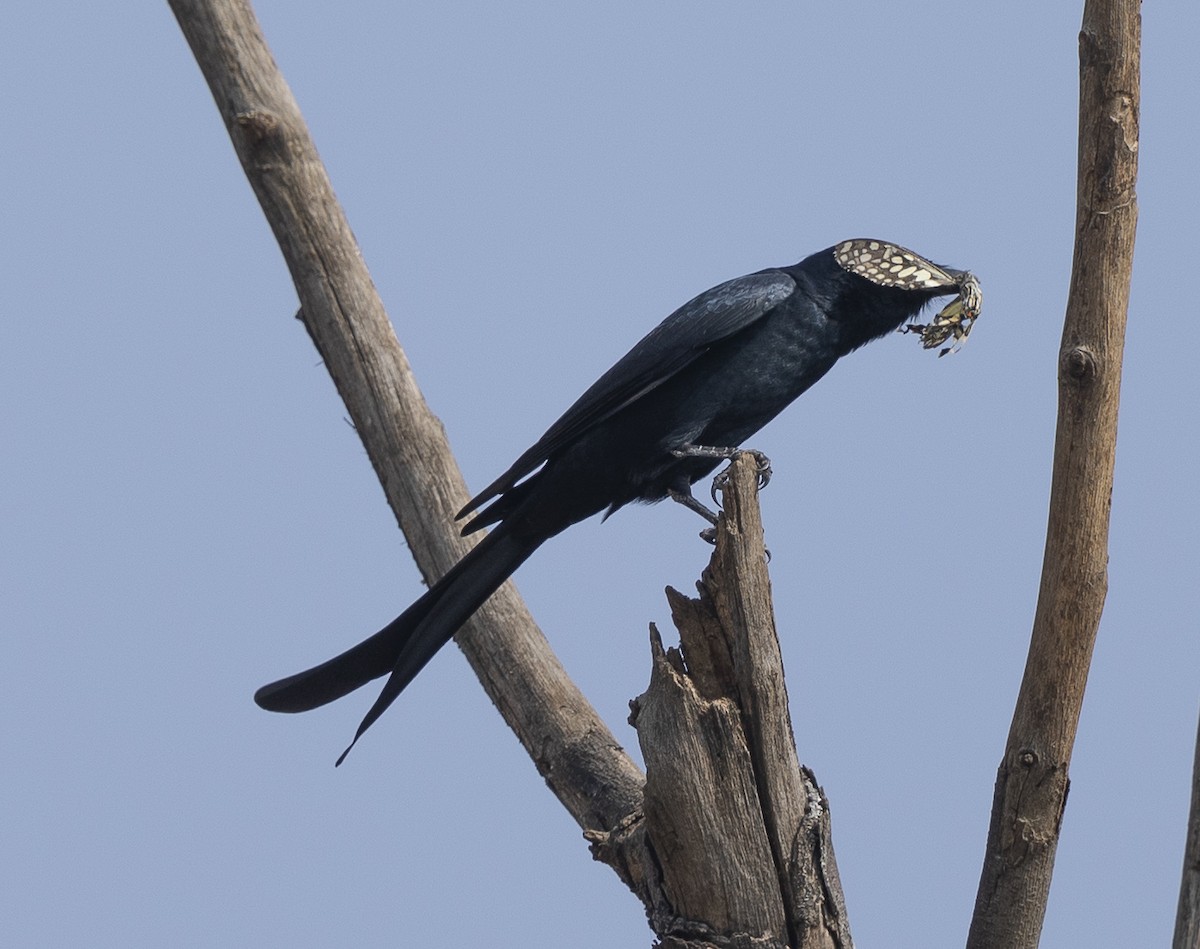 Black Drongo - ML645984236