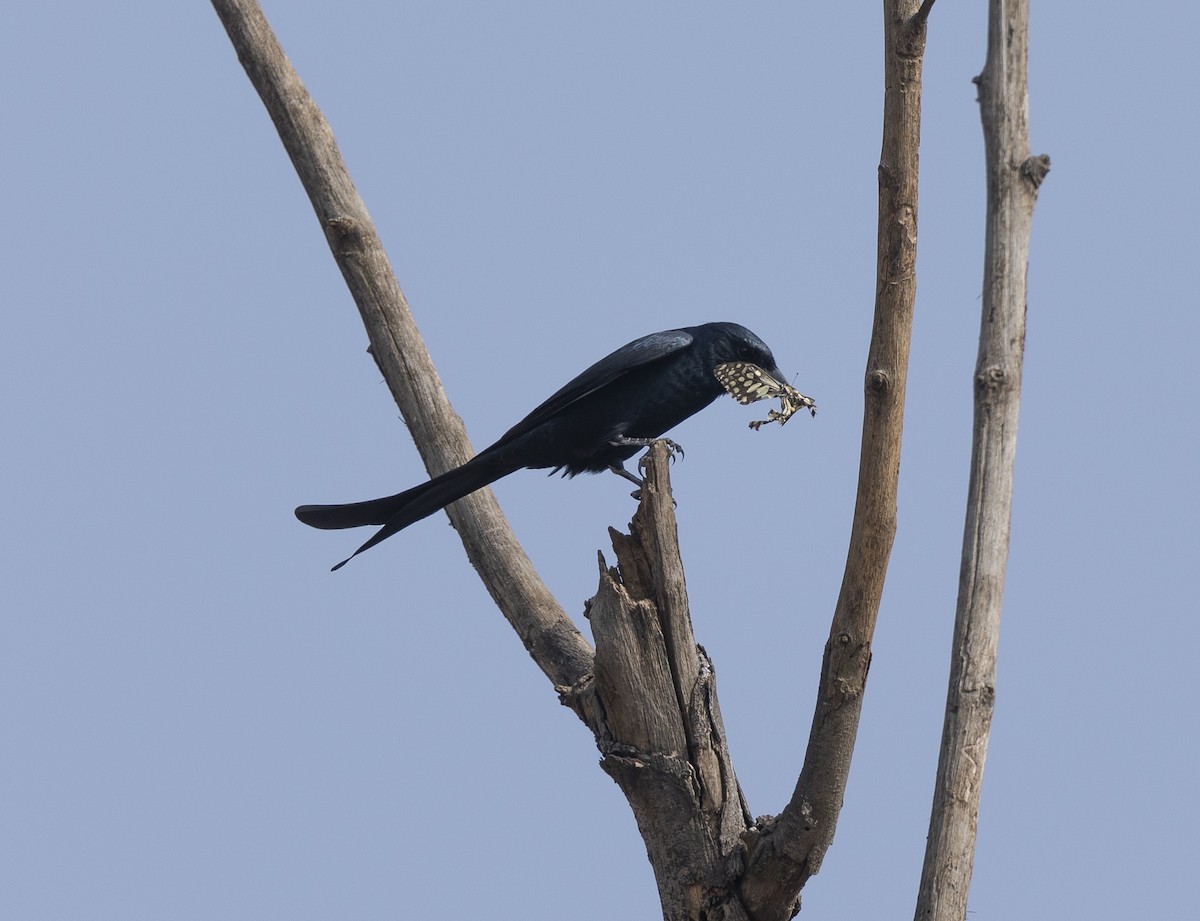 Black Drongo - ML645984237