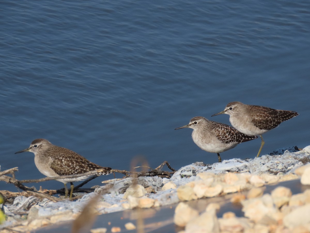 vodouš bahenní - ML645984238