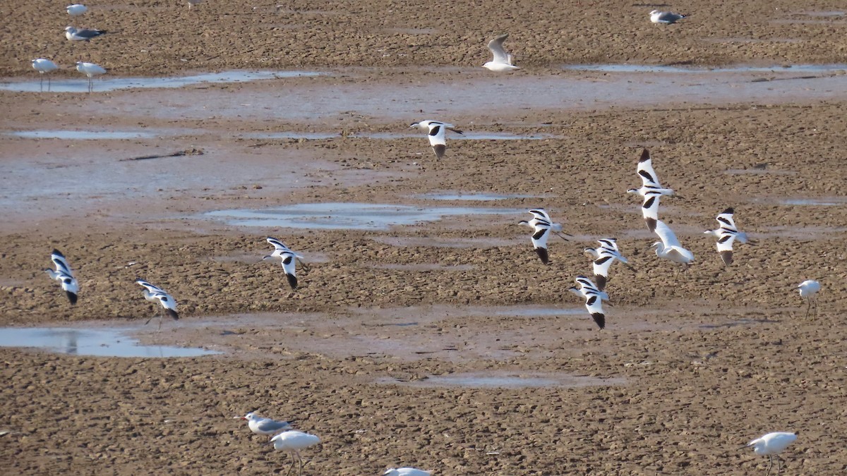 Pied Avocet - ML645984249