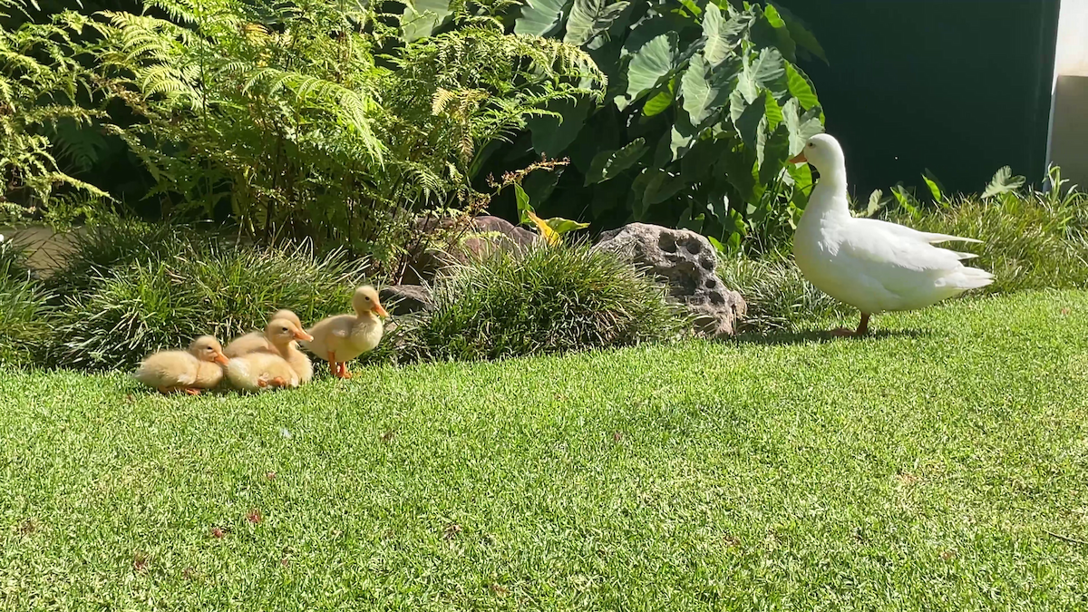 ברכיה (מבויתת) - ML645984251