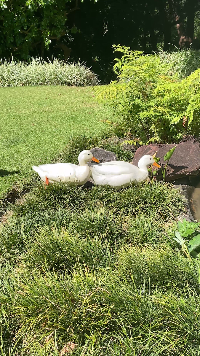 ברכיה (מבויתת) - ML645984253