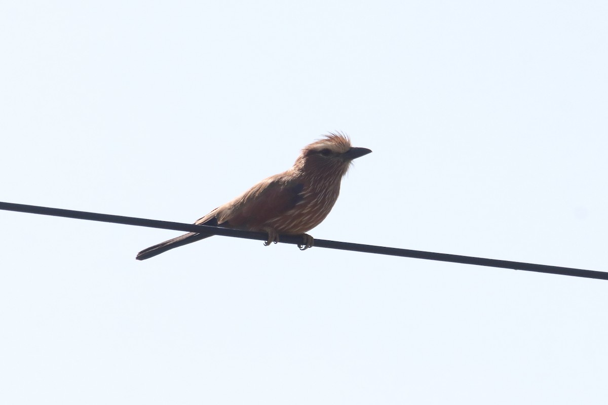 Purple Roller - ML645984254