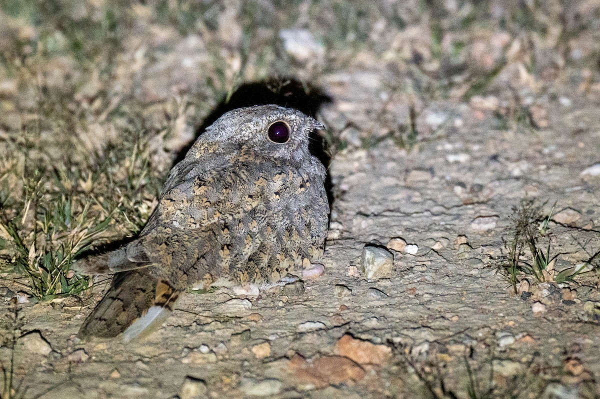 Sykes's Nightjar - ML645984255