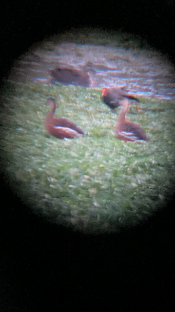 אווזון נודד - ML645984257