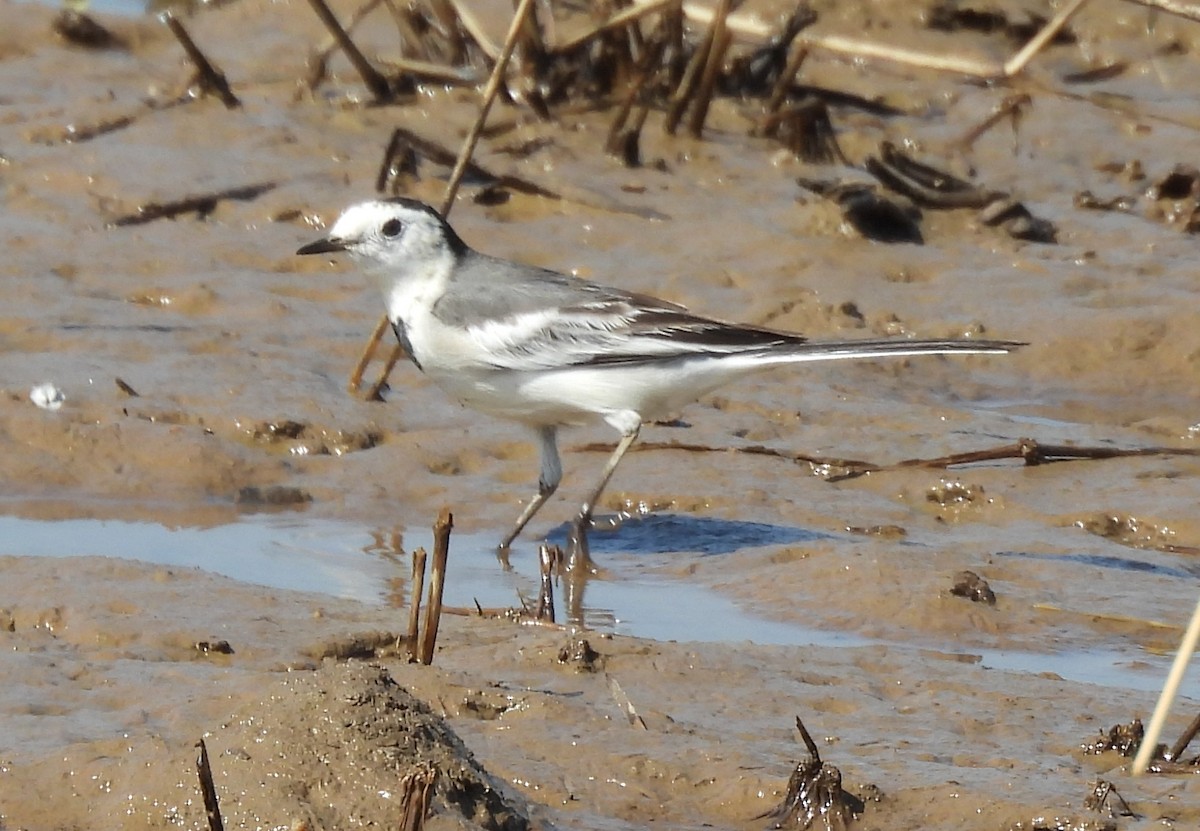 נחליאלי לבן - ML645984258