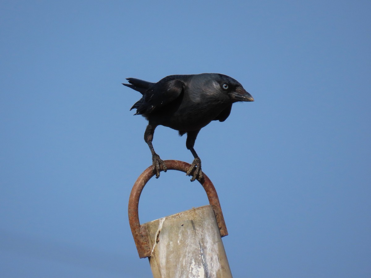 קאק - ML645984259